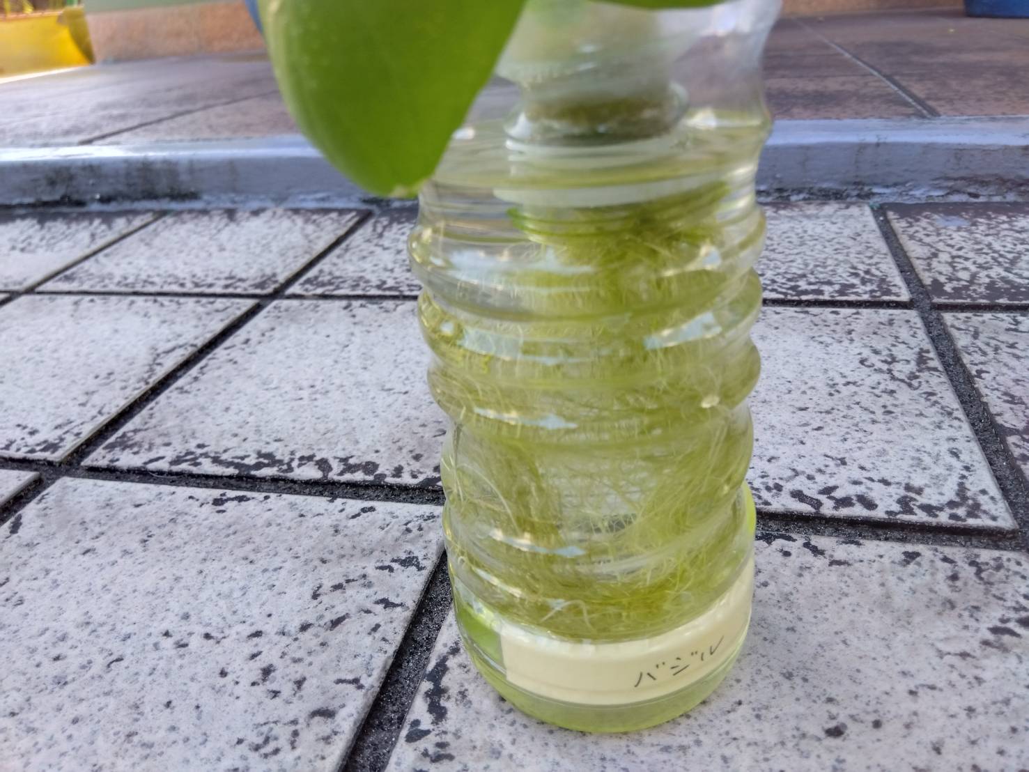 水耕栽培のスポンジにアオコが発生！原因と対策を分かりやすく解説 | 水耕栽培スポンジホームセンター
